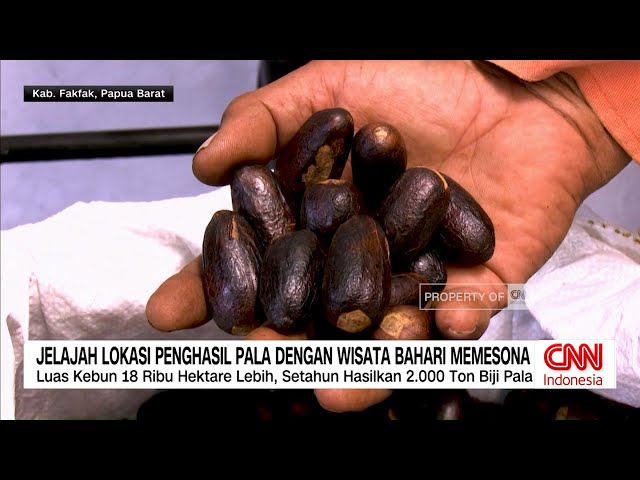 Youtube Thumnail image of : Jelajah Lokasi Penghasil Pala dengan Wisata Bahari Memesona