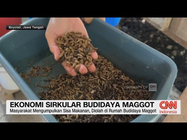 Youtube Thumnail image of : Ekonomi Sirkular Budidaya Maggot