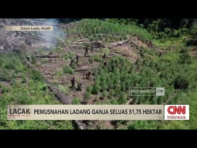 Youtube Thumnail image of : Penemuan Ladang Ganja 51,75 Ha di Aceh, 5 Jam Perjalanan ke Lokasi