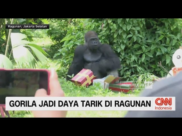 Youtube Thumnail image of : Gorila Jadi Daya Tarik di Ragunan