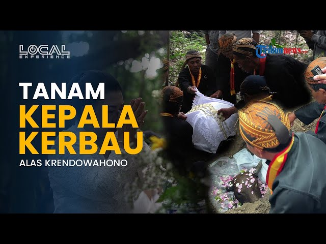Youtube Thumnail image of : Misteri Alas Krendowahono: Tempat Pertemuan Rahasia Diponegoro-PB VI hingga Betari Durga Bersemayam