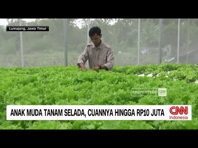 Youtube Thumnail image of : Anak Muda Tanam Selada, Cuannya hingga Rp10 Juta