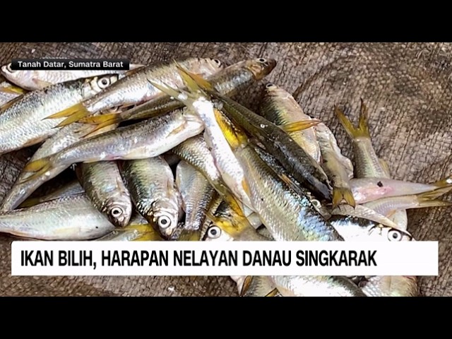 Ikan Bilih Jadi Andalan Ekonomi Danau Singkarak